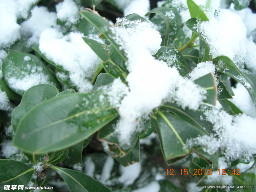 树叶上的积雪