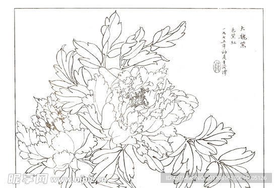 牡丹
