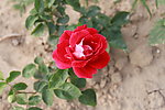 玫瑰花
