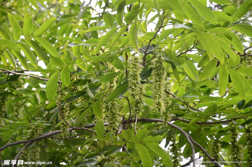 枫杨树花