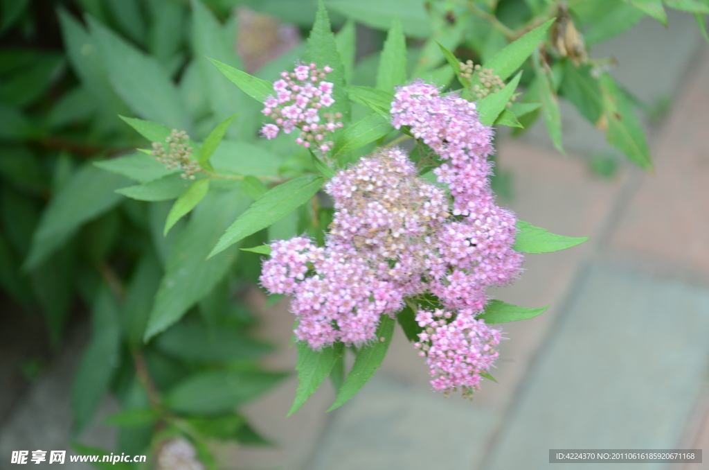 粉花绣线菊