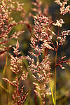 野生植物