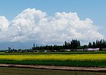 新疆油菜花