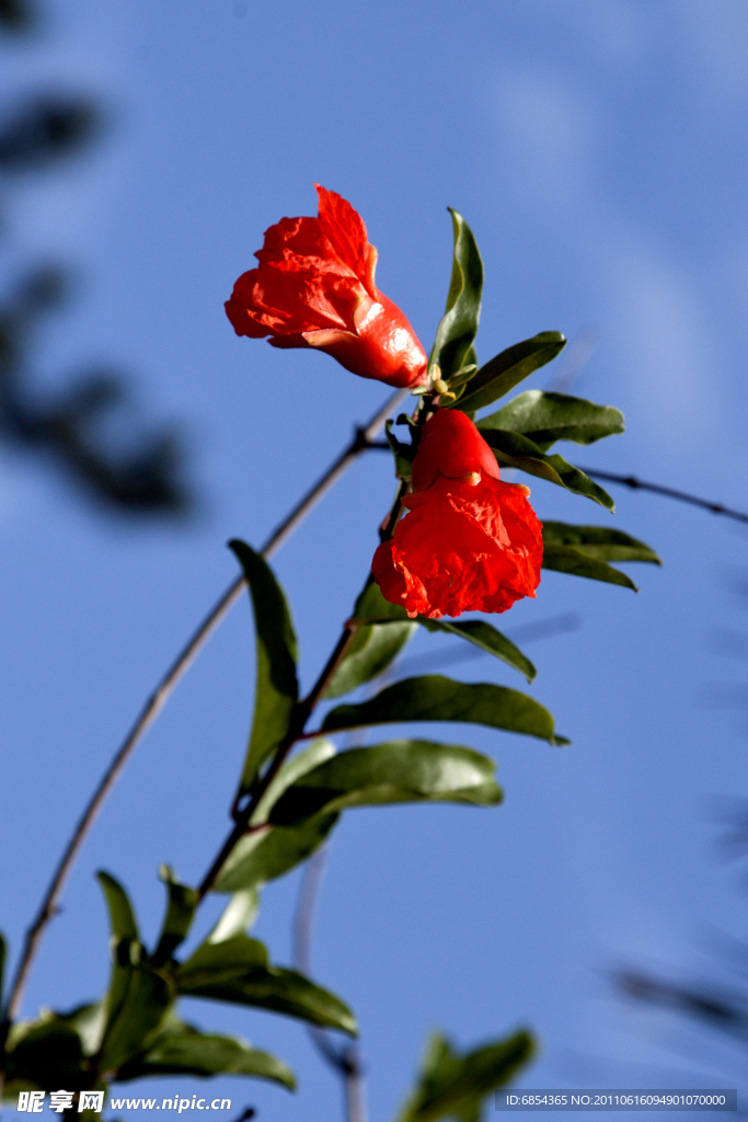 石榴花