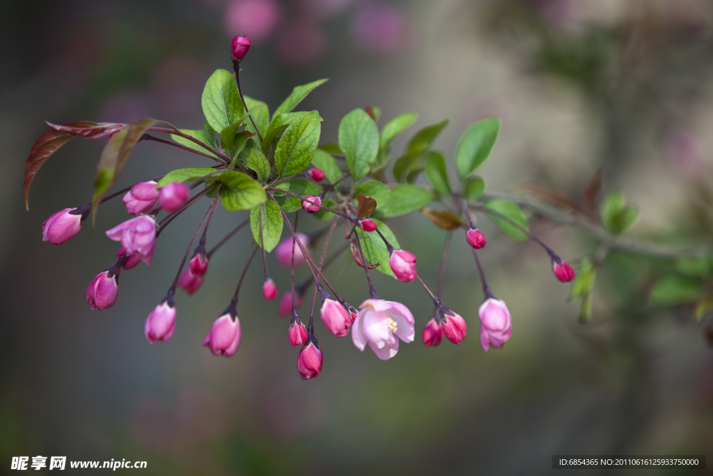 春花