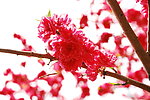 红色桃花特写