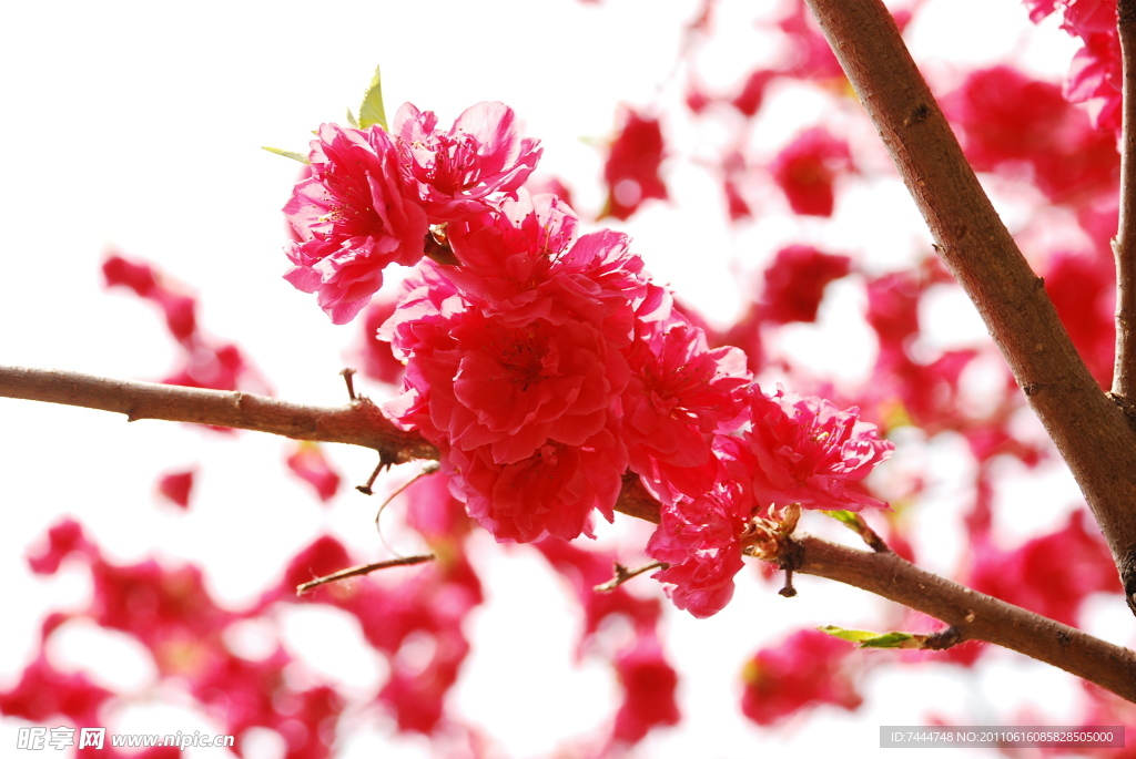 红色桃花特写