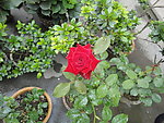 玫瑰花