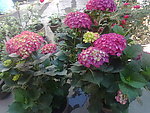 八仙花