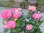 八仙花