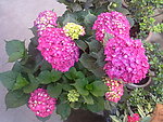 八仙花