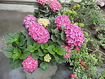 八仙花