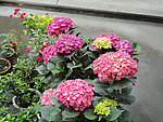 八仙花