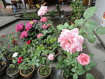 玫瑰花