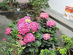 八仙花