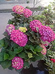 八仙花