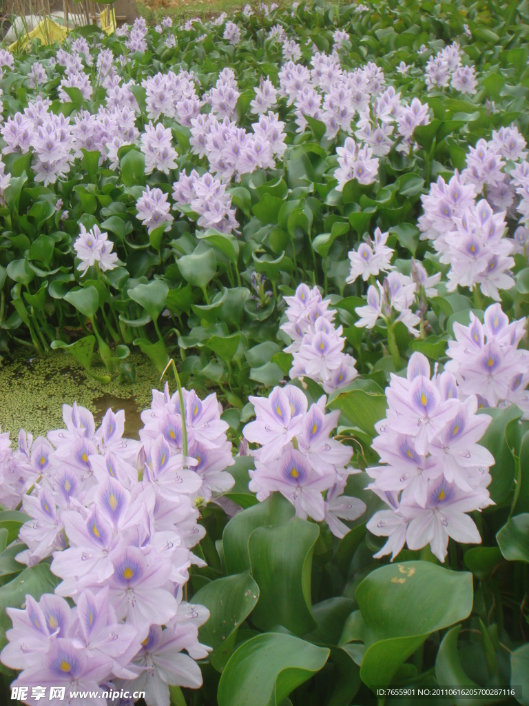 水葫芦花