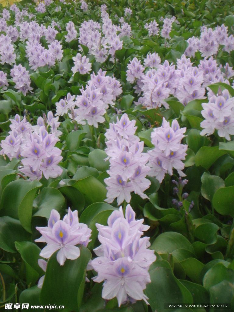 水葫芦花