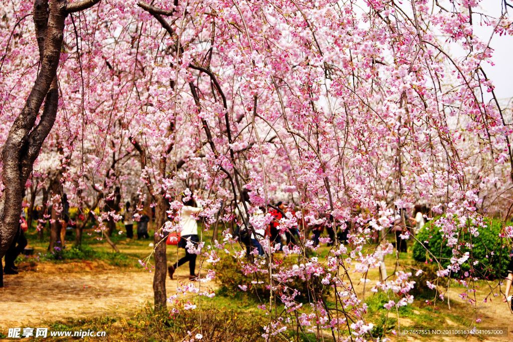 磨山樱花