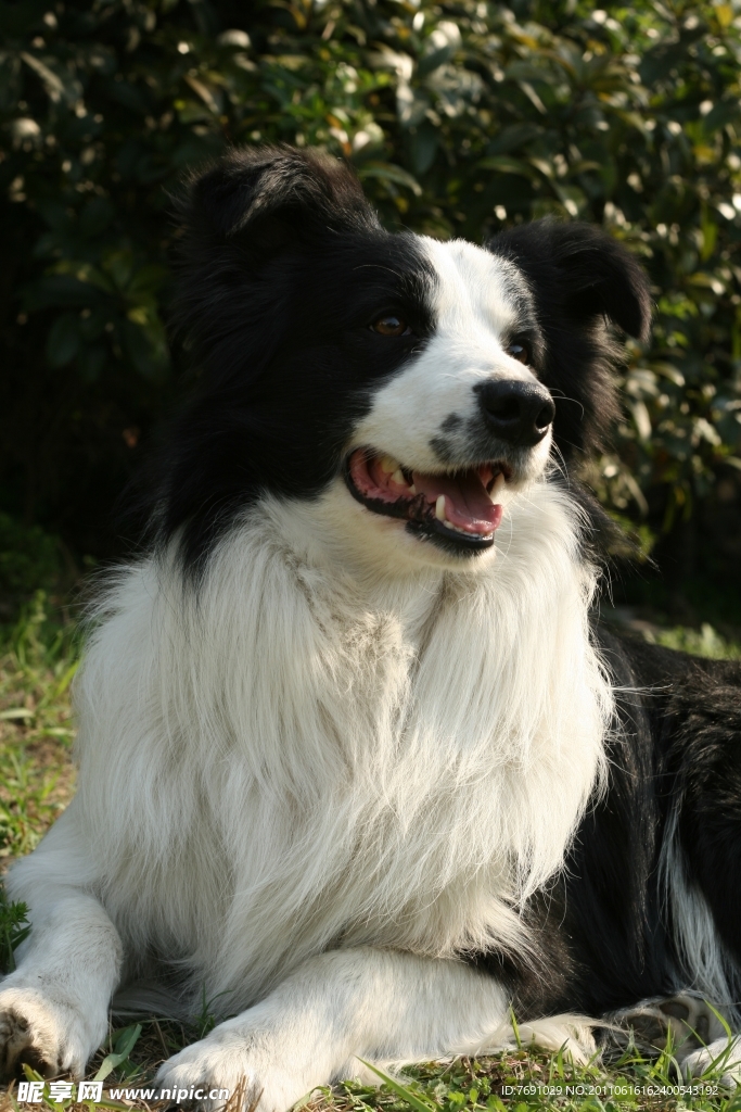 阳光边境牧羊犬