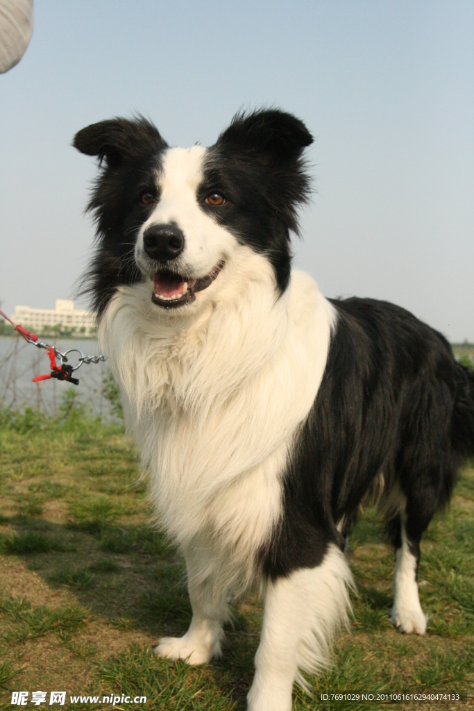 漂亮的边境牧羊犬