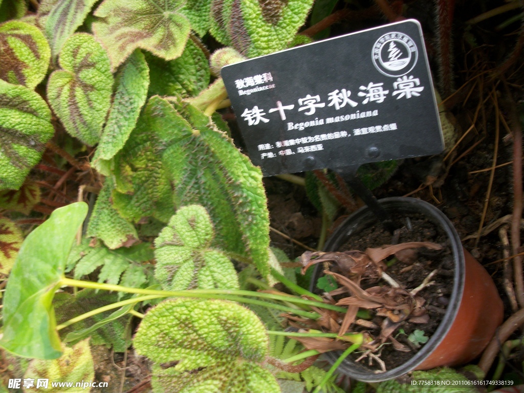 铁十字秋海棠