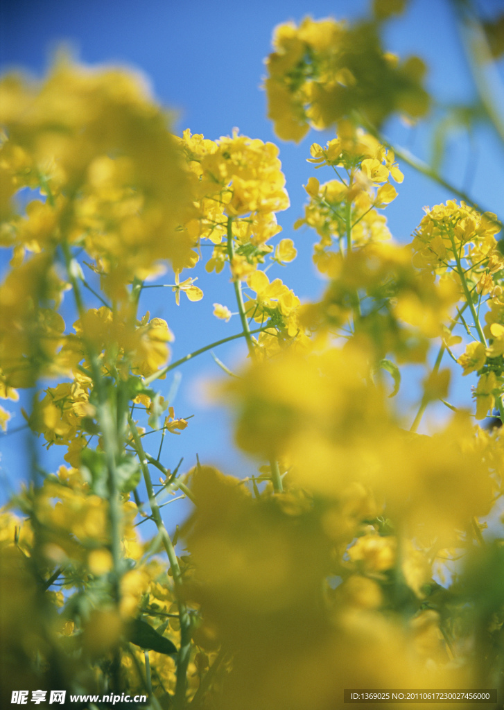油菜花