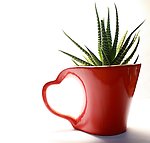 芦荟