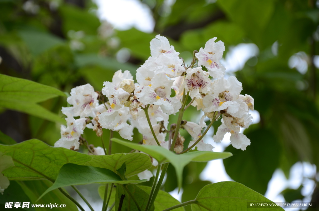 黄金树花