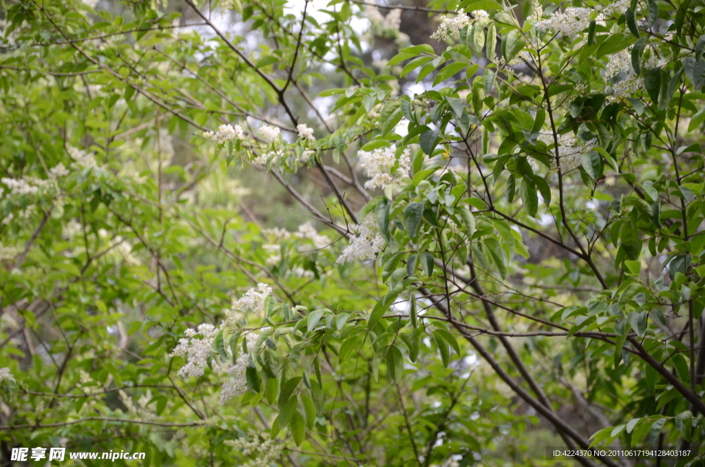 小蜡树花