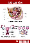 女性生殖系统解剖图