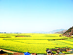 油菜花