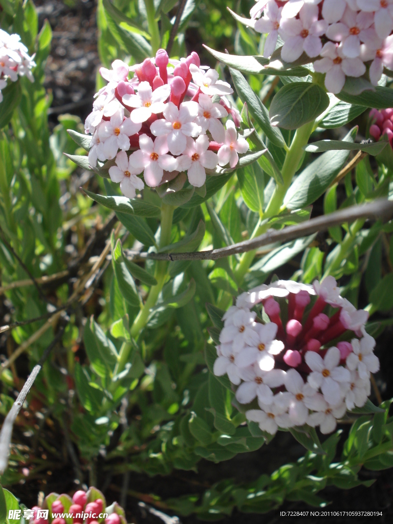 红白花