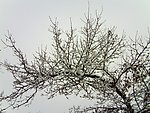 傲雪凌霜