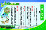山麻鸭简介