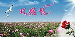 玫瑰花海