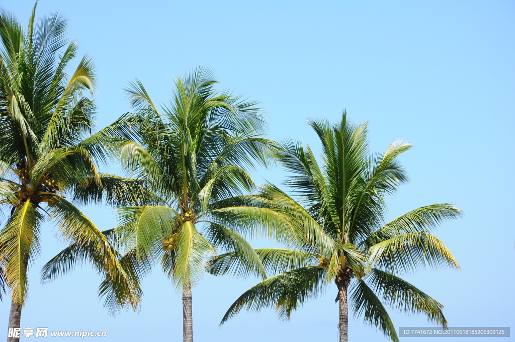 夏威夷海滩棕榈树