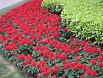 高清花