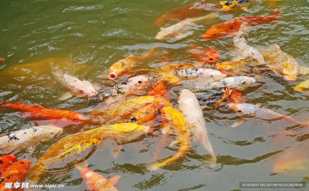 锦鲤