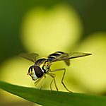 蜻蜓
