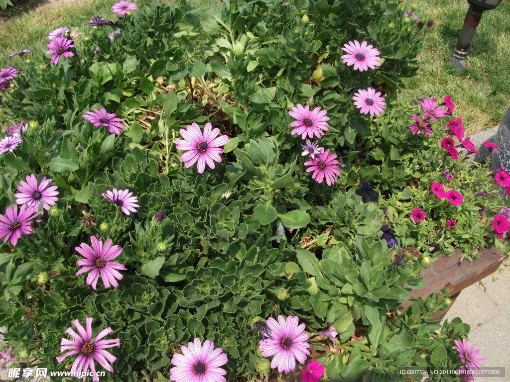 鲜花