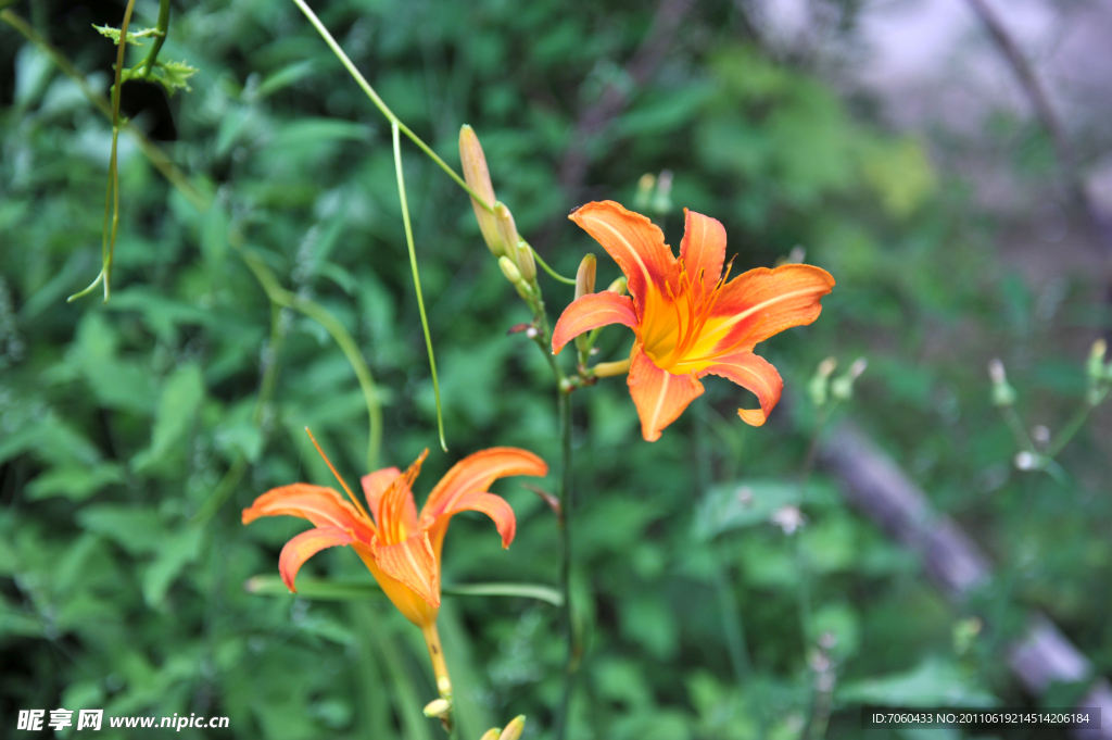 黄花菜
