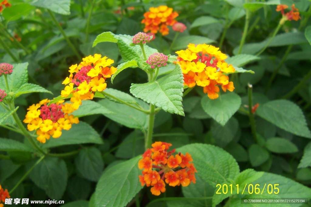 花卉