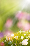 阳光鲜花背景