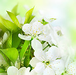 茉莉花