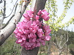 紫荆花