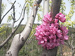 紫荆花