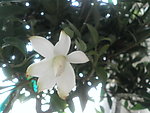 栀子花