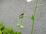 食蚜蝇 一年蓬