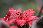 木棉花